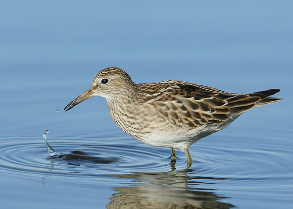 Pectoral Sandpiper Calidris melanotos