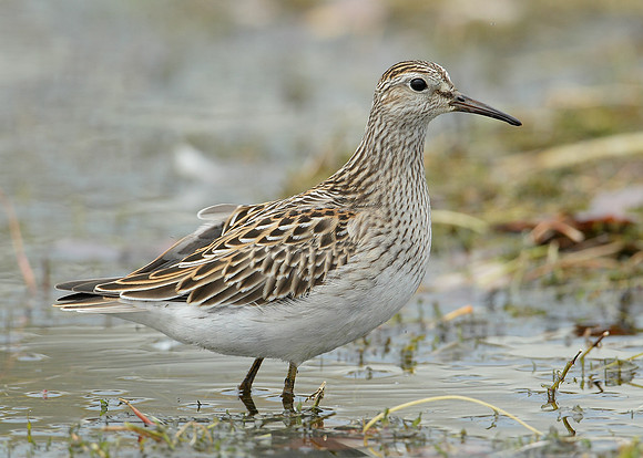 Pectoral Sandpiper Calidris melanotos