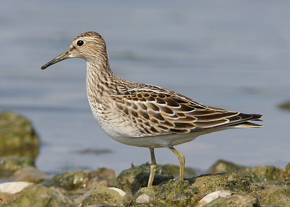 Pectoral Sandpiper Calidris melanotos