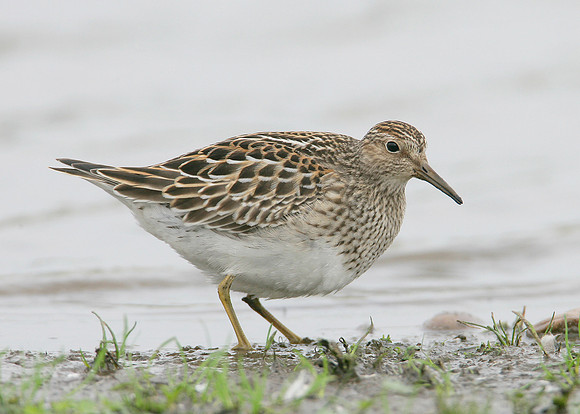 Pectoral Sandpiper Calidris melanotos