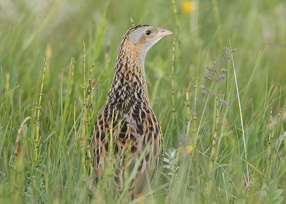 Corncrake Crex crex