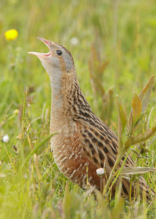 Corncrake Crex crex