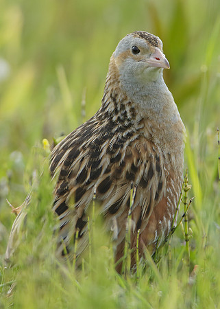 Corncrake Crex crex