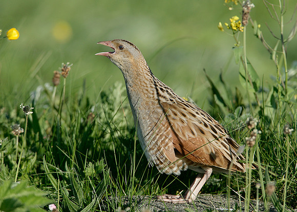 Corncrake Crex crex