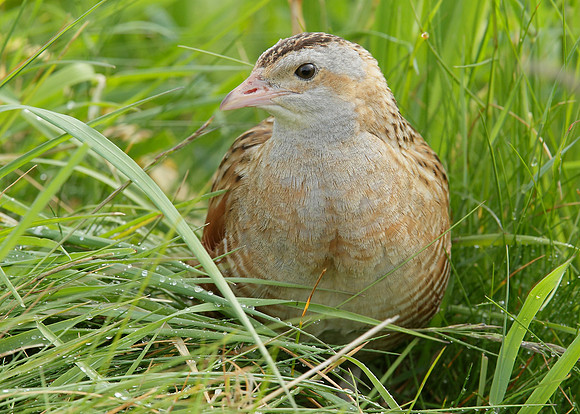Corncrake Crex crex