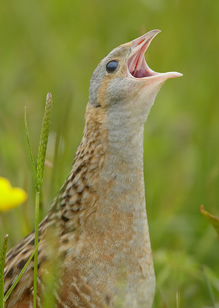 Corncrake Crex crex