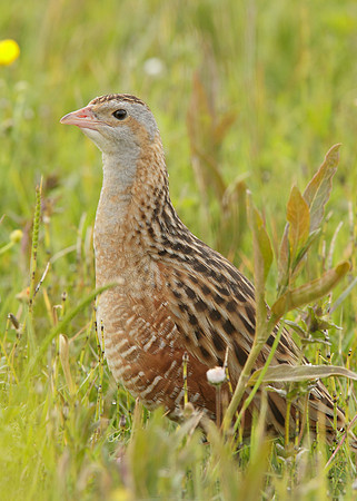 Corncrake Crex crex