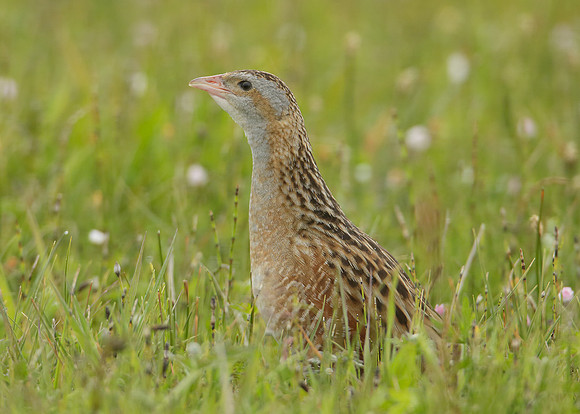 Corncrake Crex crex