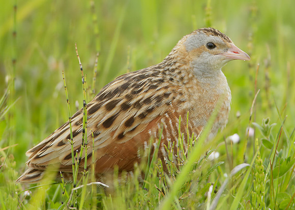 Corncrake Crex crex
