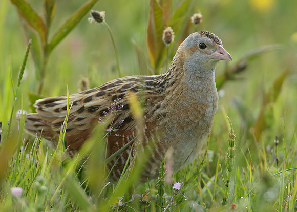 Corncrake Crex crex