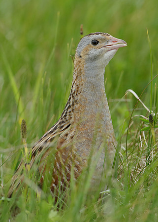 Corncrake Crex crex