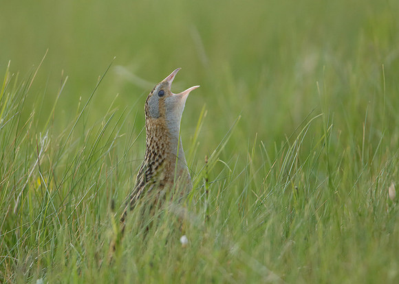 Corncrake Crex crex