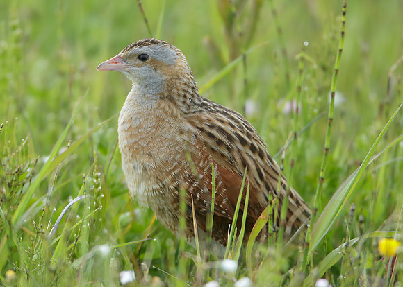 Corncrake Crex crex