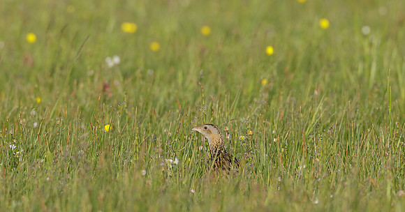 Corncrake Crex crex