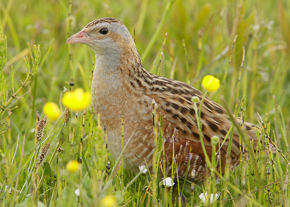 Corncrake Crex crex
