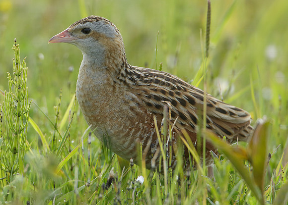 Corncrake Crex crex