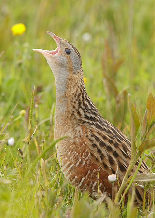 Corncrake Crex crex