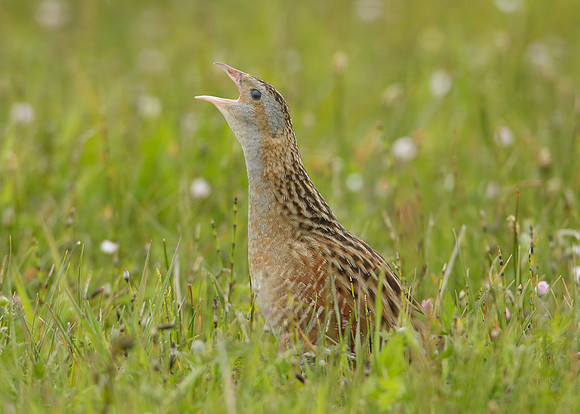 Corncrake Crex crex