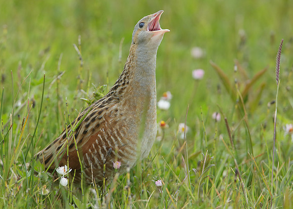 Corncrake Crex crex