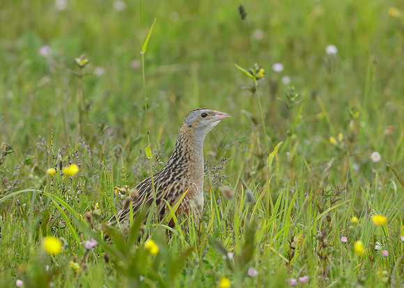 Corncrake Crex crex
