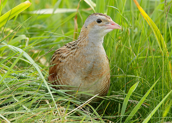 Corncrake Crex crex
