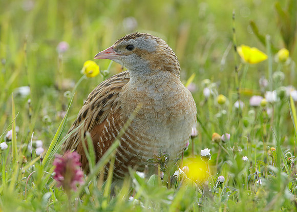 Corncrake Crex crex