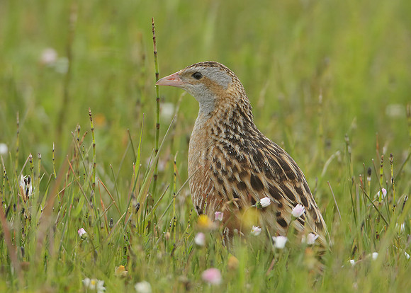 Corncrake Crex crex