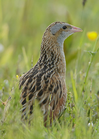 Corncrake Crex crex