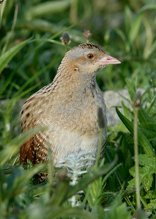 Corncrake Crex crex