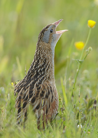 Corncrake Crex crex