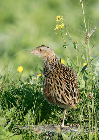 Corncrake Crex crex