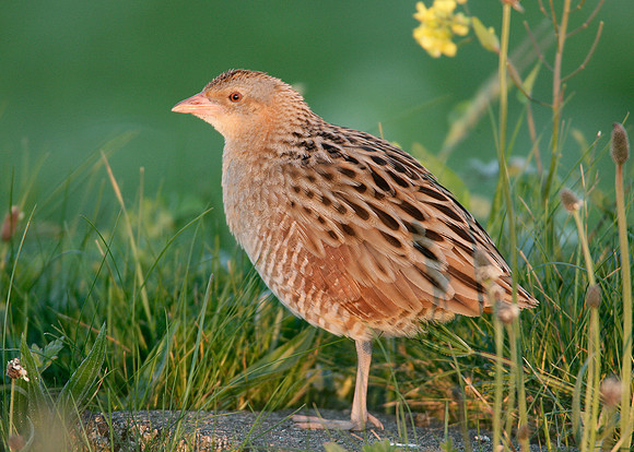 Corncrake Crex crex