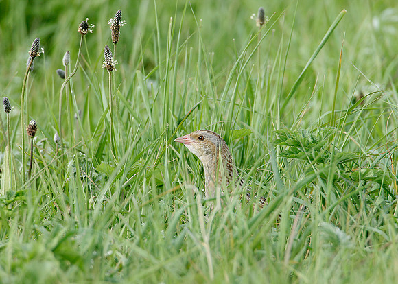 Corncrake Crex crex