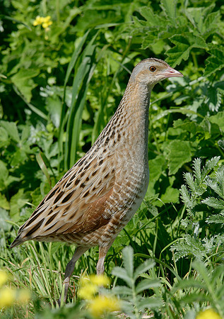 Corncrake Crex crex
