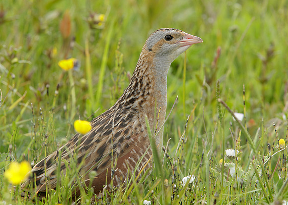 Corncrake Crex crex