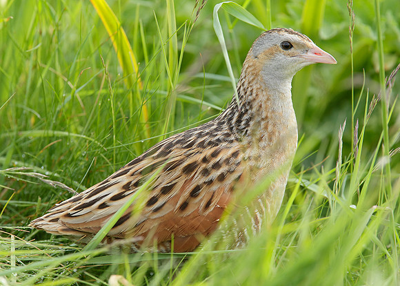 Corncrake Crex crex