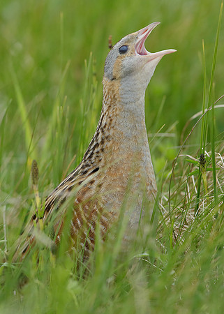Corncrake Crex crex