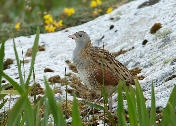 Corncrake Crex crex