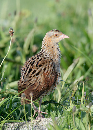 Corncrake Crex crex