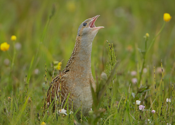 Corncrake Crex crex