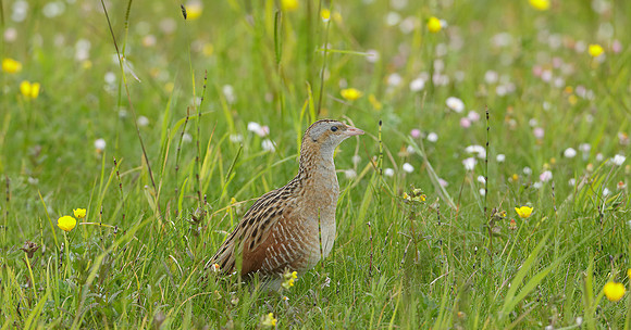 Corncrake Crex crex