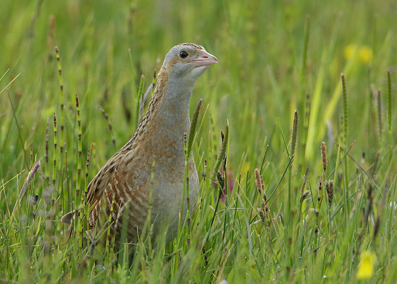 Corncrake Crex crex
