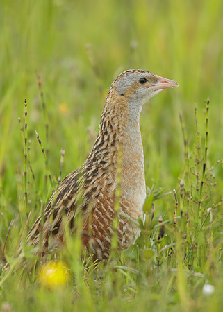 Corncrake Crex crex