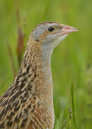 Corncrake Crex crex