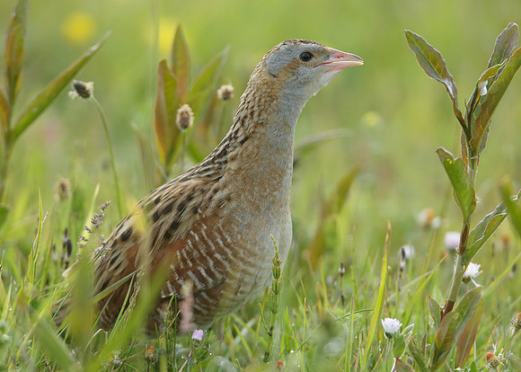 Corncrake Crex crex