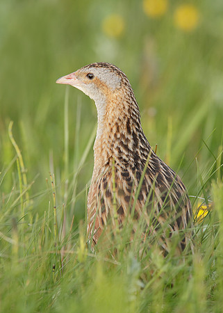 Corncrake Crex crex