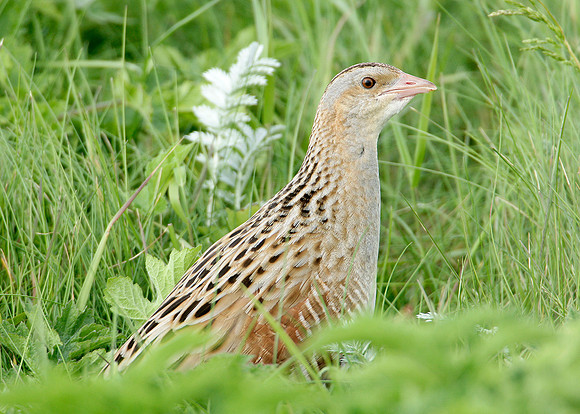 Corncrake Crex crex