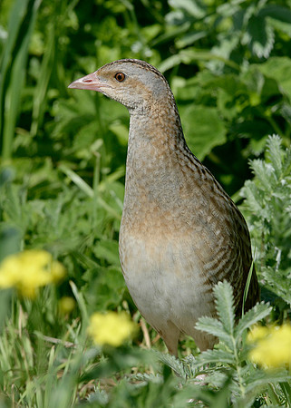Corncrake Crex crex