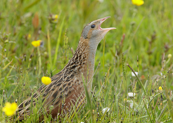 Corncrake Crex crex