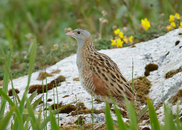 Corncrake Crex crex